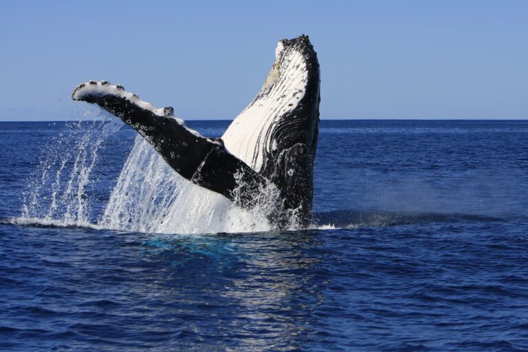 El canto de las ballenas cumple las leyes de las lenguas humanas