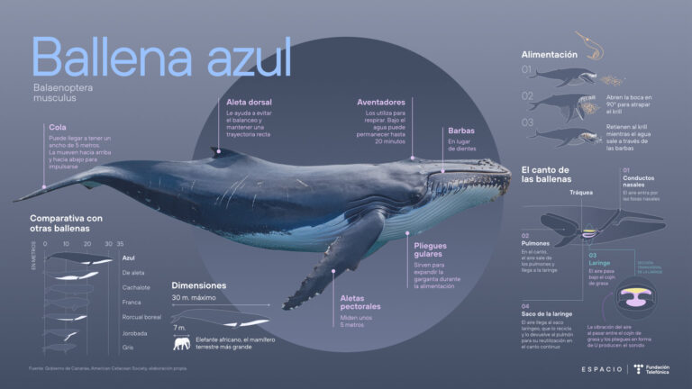 Por primera vez avistan en Chubut al animal más grande del planeta