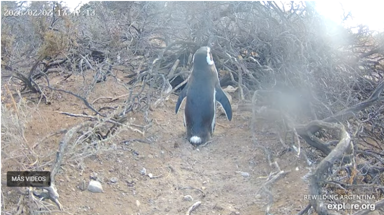 Pingüinos en vivo: el streaming que permite observar la vida de las aves marinas en la costa de Chubut