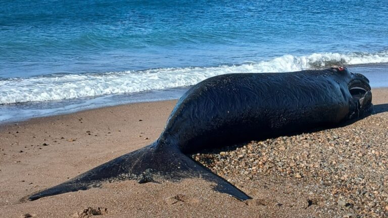 Hallaron sin vida una cría de ballena franca austral